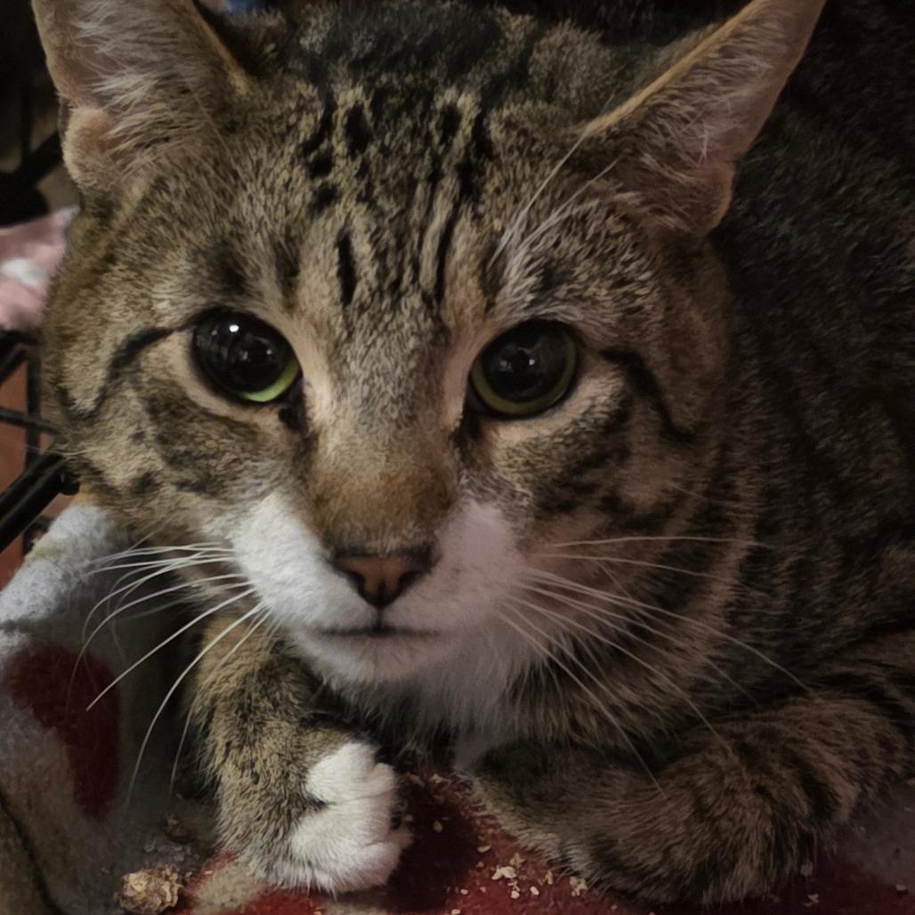 Enlarge Cheetah, a Adoptable Domestic Short Hair in Glenfield, NY image 5/5