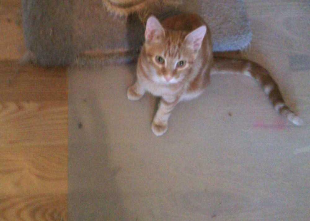 Enlarge Rusty, a Adoptable Domestic Short Hair in Fayetteville, TN image 1/4