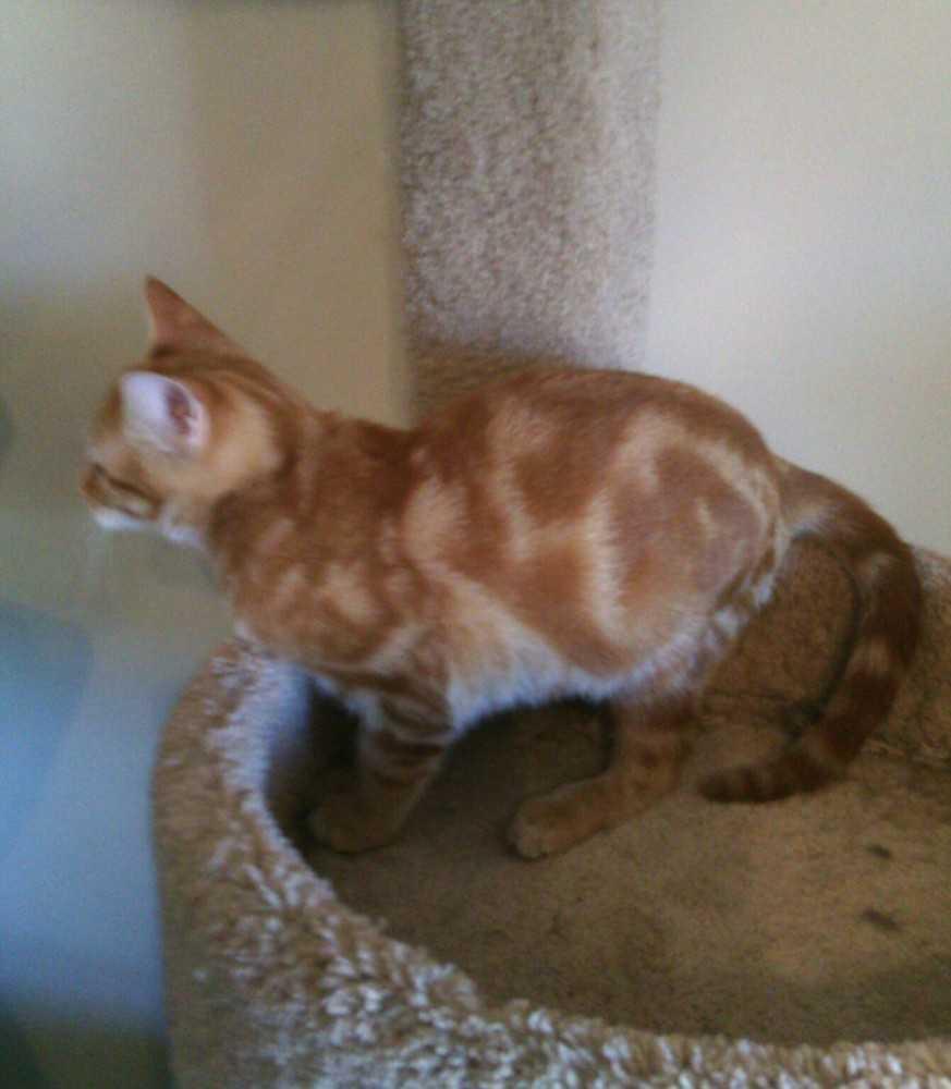 Enlarge Rusty, a Adoptable Domestic Short Hair in Fayetteville, TN image 2/4