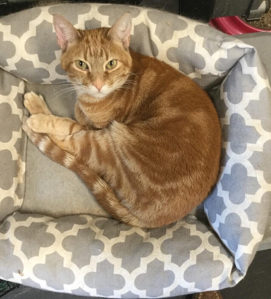 Rusty, Adoptable, Adult Male Domestic Short Hair.
