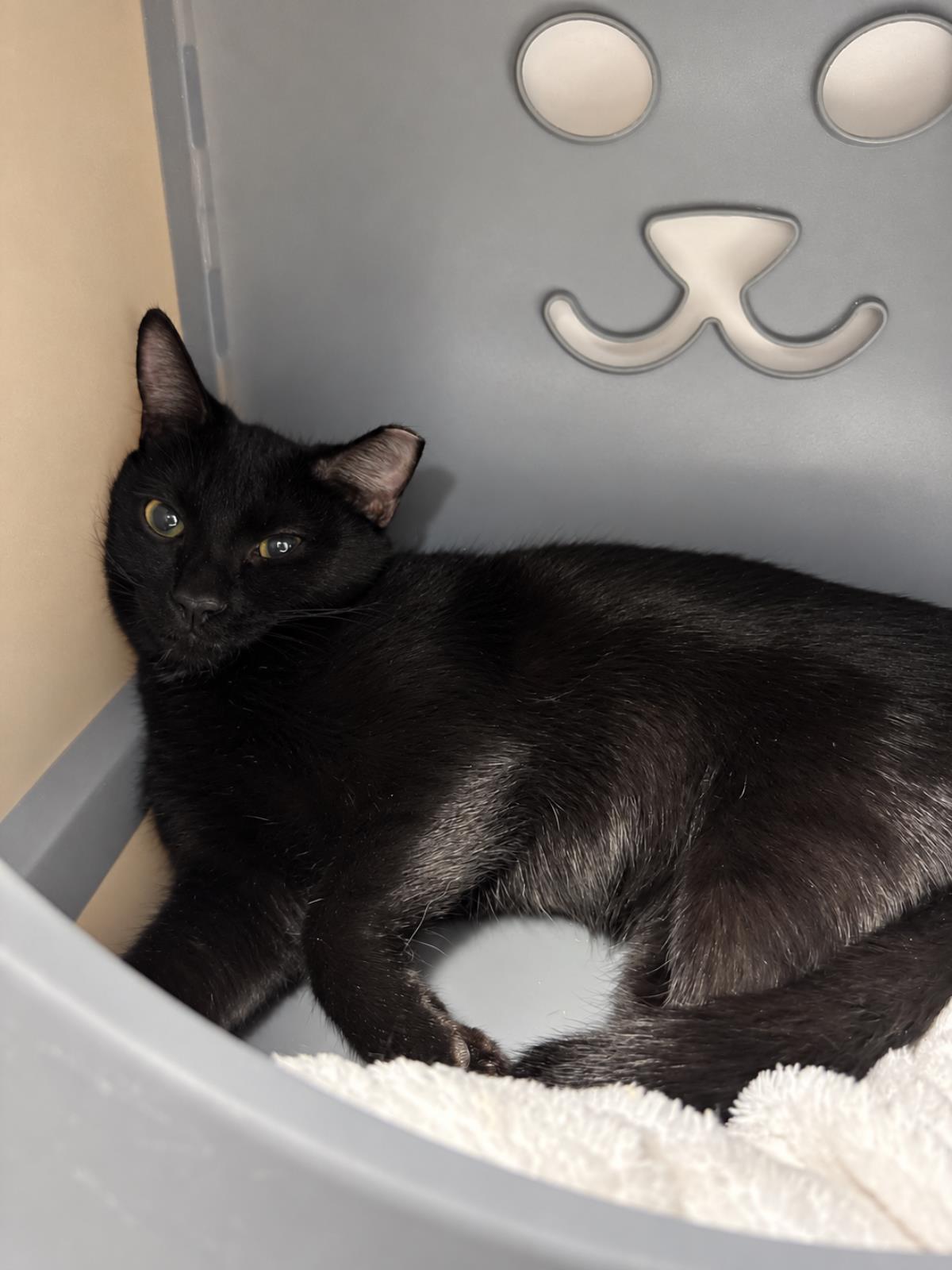 Enlarge Nebula Avenger, a Adoptable Domestic Short Hair in Chandler, AZ image 1/3