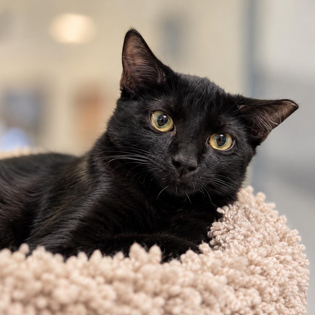 Enlarge Nebula Avenger, a Adoptable Domestic Short Hair in Chandler, AZ image 2/3