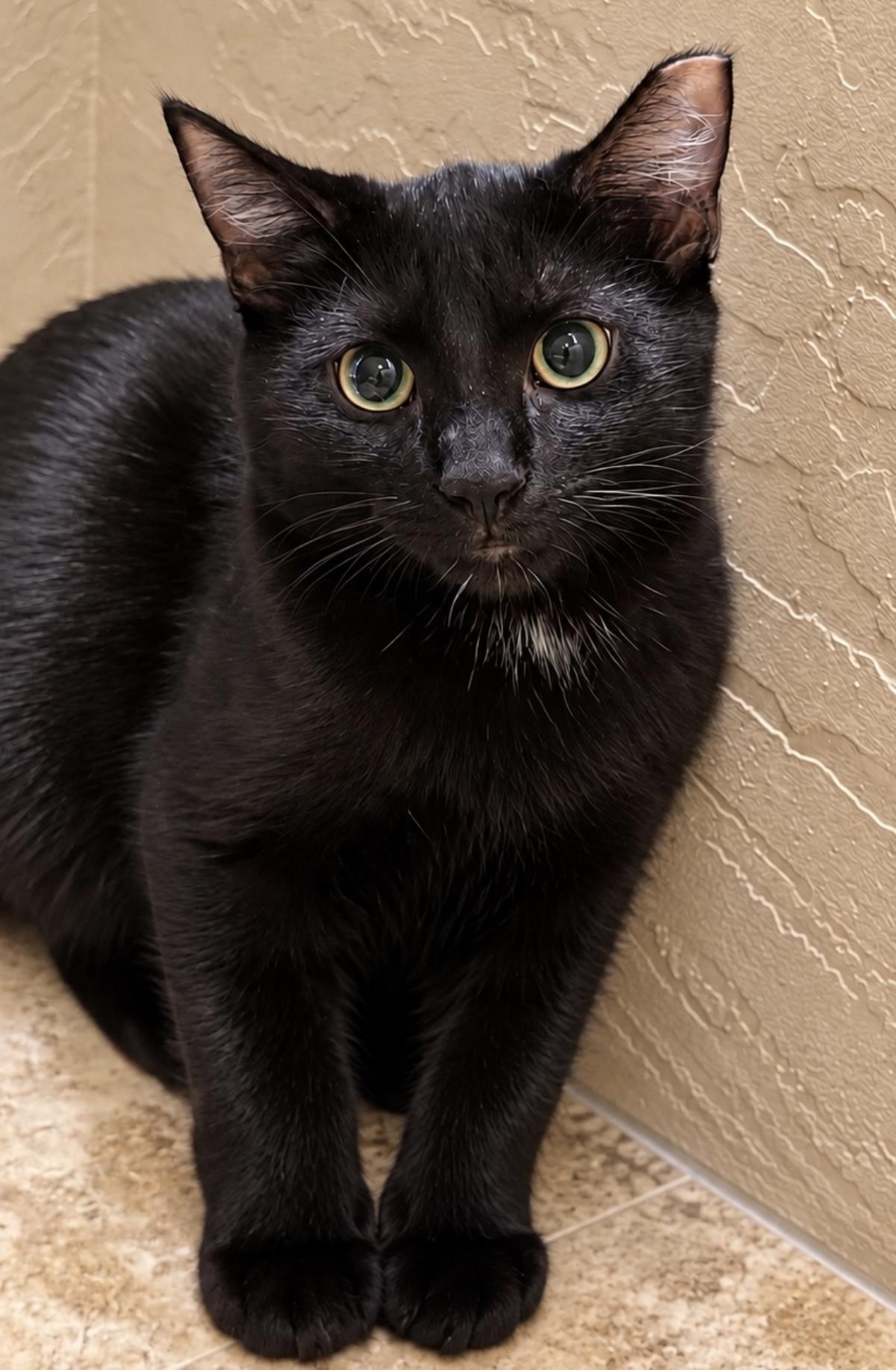 Enlarge Nebula Avenger, a Adoptable Domestic Short Hair in Chandler, AZ image 3/3