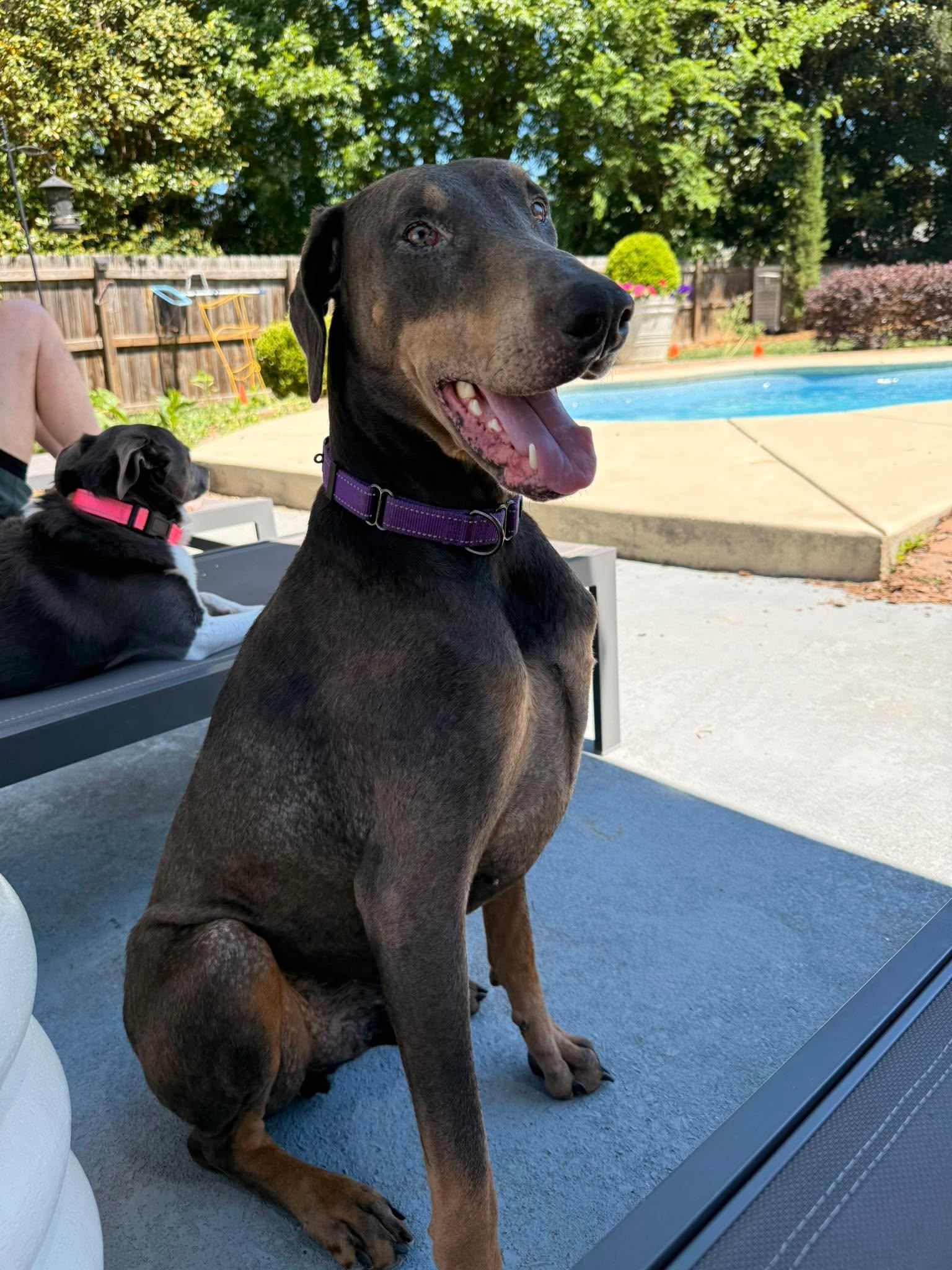 Rupert, Adoptable, Adult Male Doberman Pinscher.
