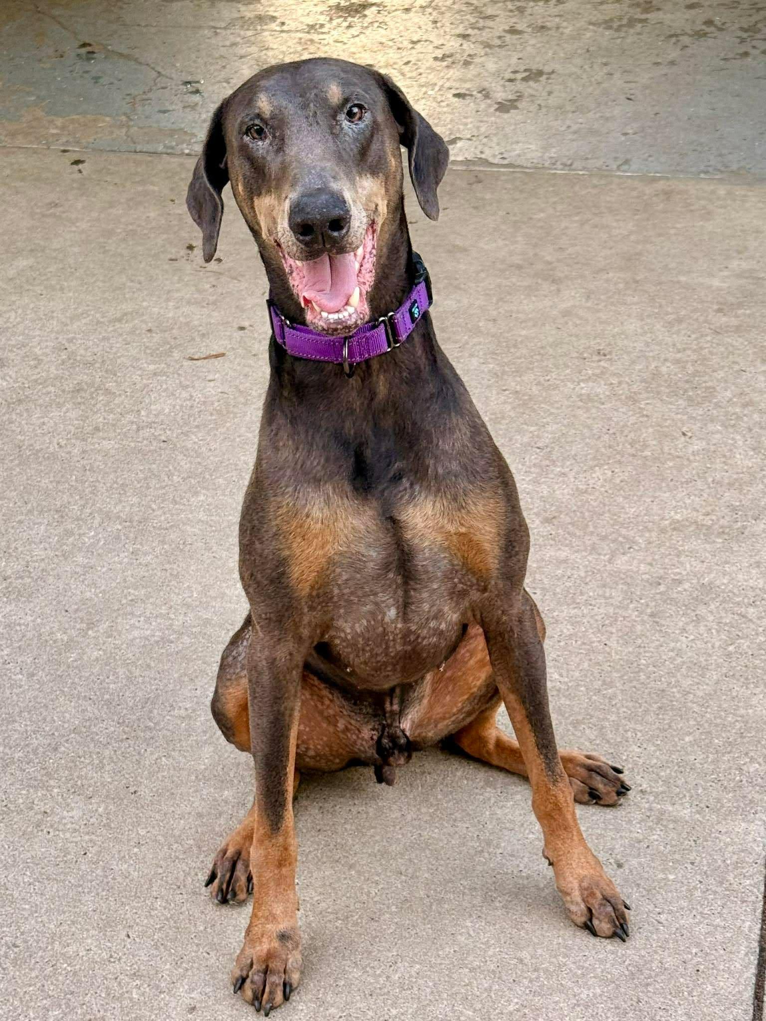 Enlarge Rupert, a Adoptable Doberman Pinscher in Matthews, NC image 2/3