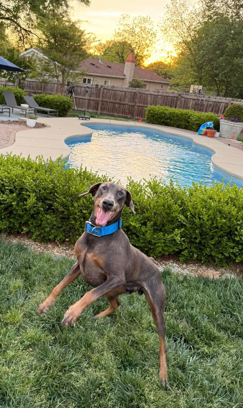 Enlarge Rupert, a Adoptable Doberman Pinscher in Matthews, NC image 3/3