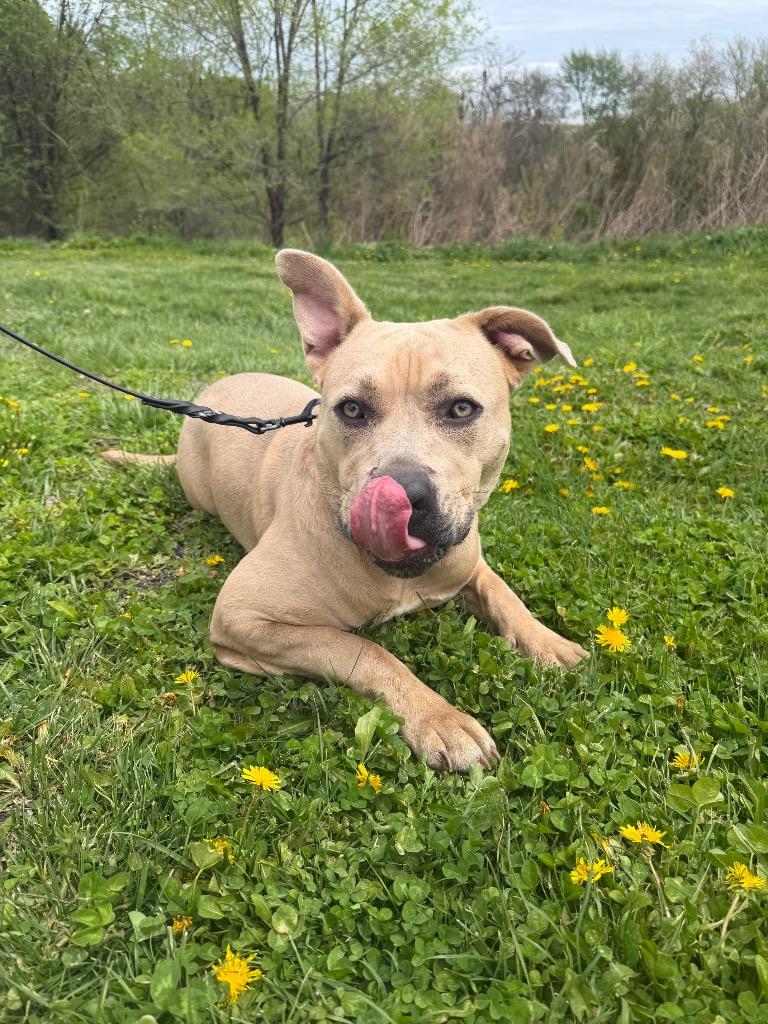 Rue, Adoptable, Young Female Mixed Breed.