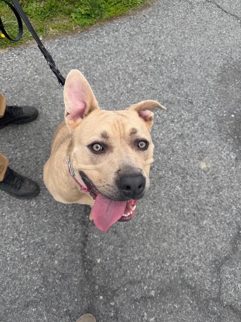 Enlarge Rue, a Adoptable mixed breed in Hyde Park, NY image 2/3