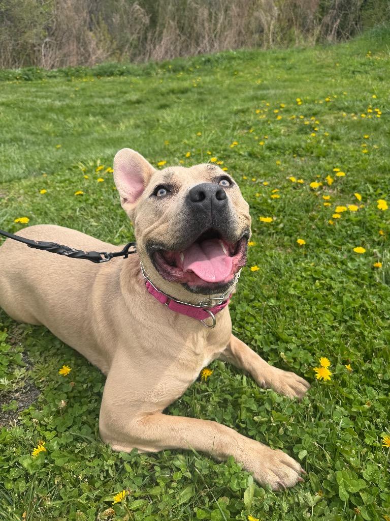 Enlarge Rue, a Adoptable mixed breed in Hyde Park, NY image 3/3