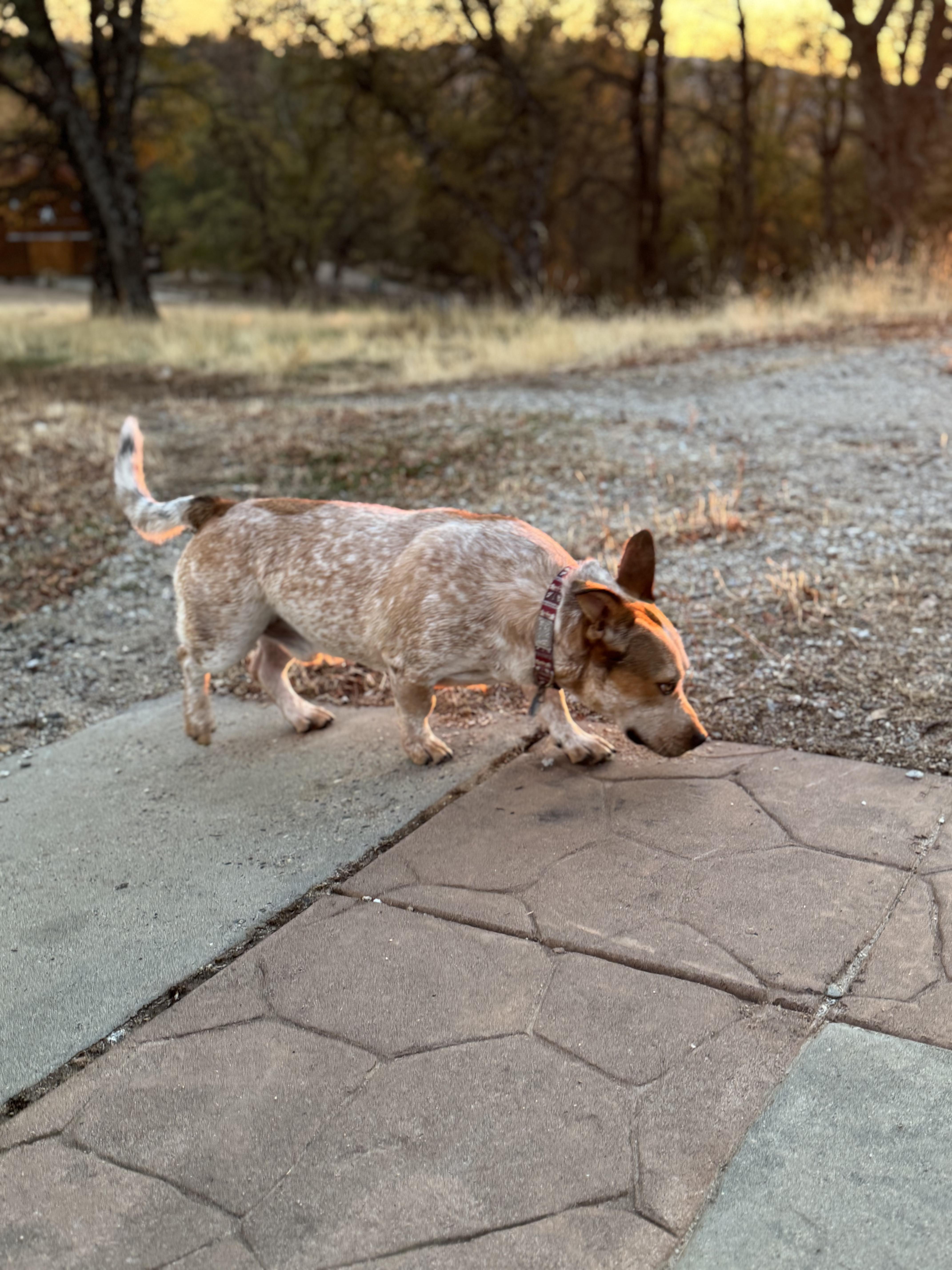 Fred, a Adoptable mixed breed in Cedar City, UT image 3/3