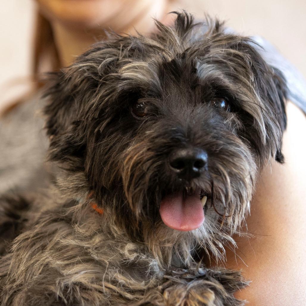 Salsa (AG25-53), a Adoptable Schnauzer in Peyton, CO image 1/6