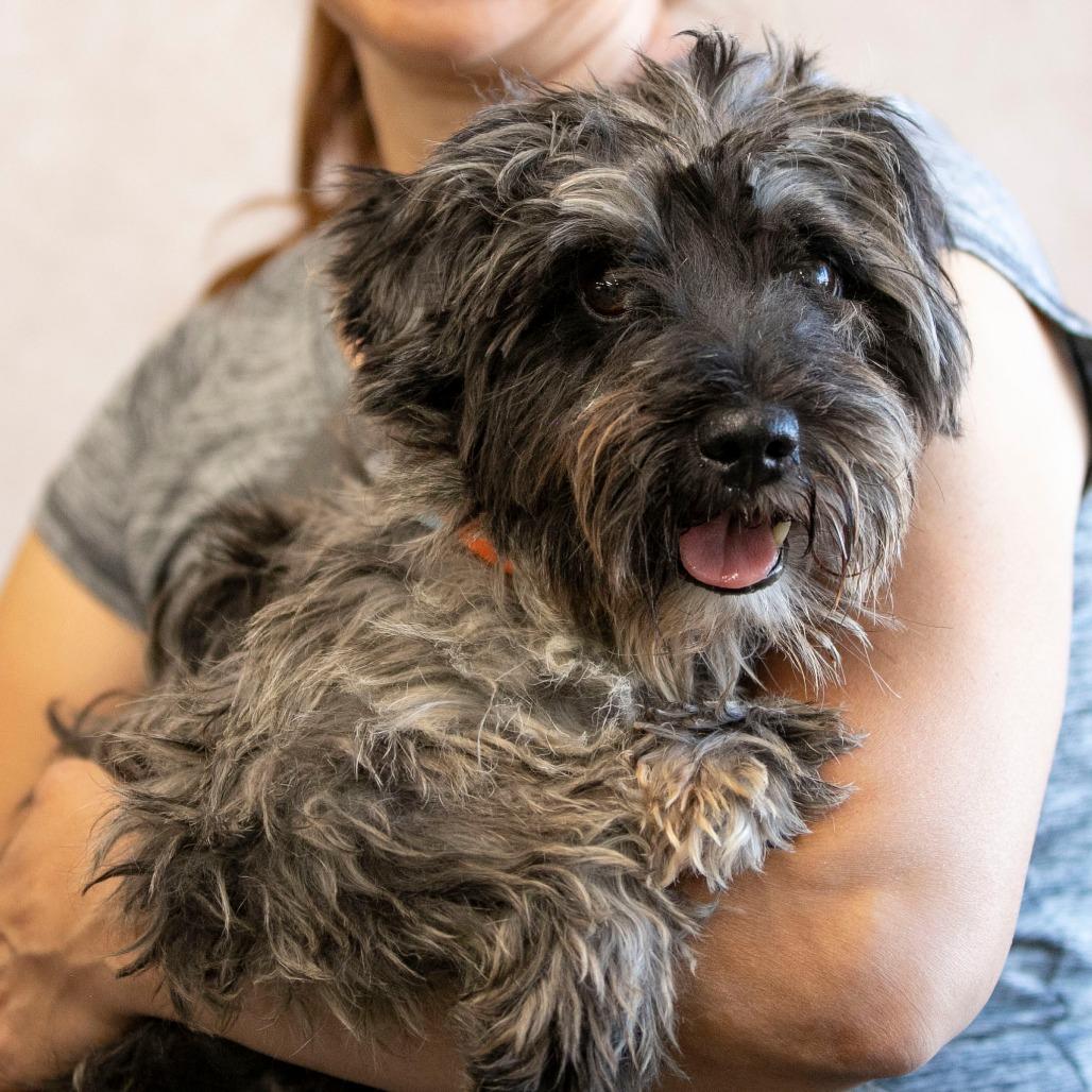 Salsa (AG25-53), a Adoptable Schnauzer in Peyton, CO image 2/6