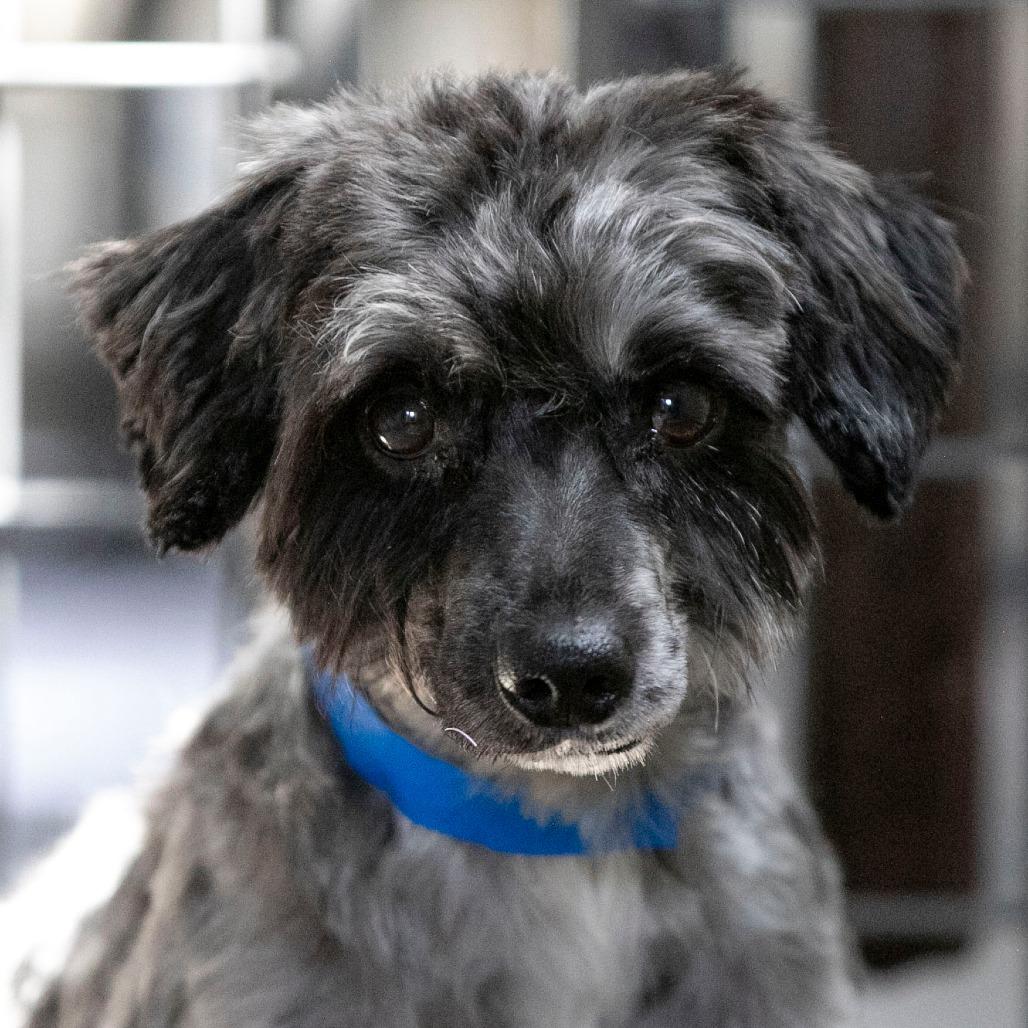 Salsa (AG25-53), a Adoptable Schnauzer in Peyton, CO image 3/6