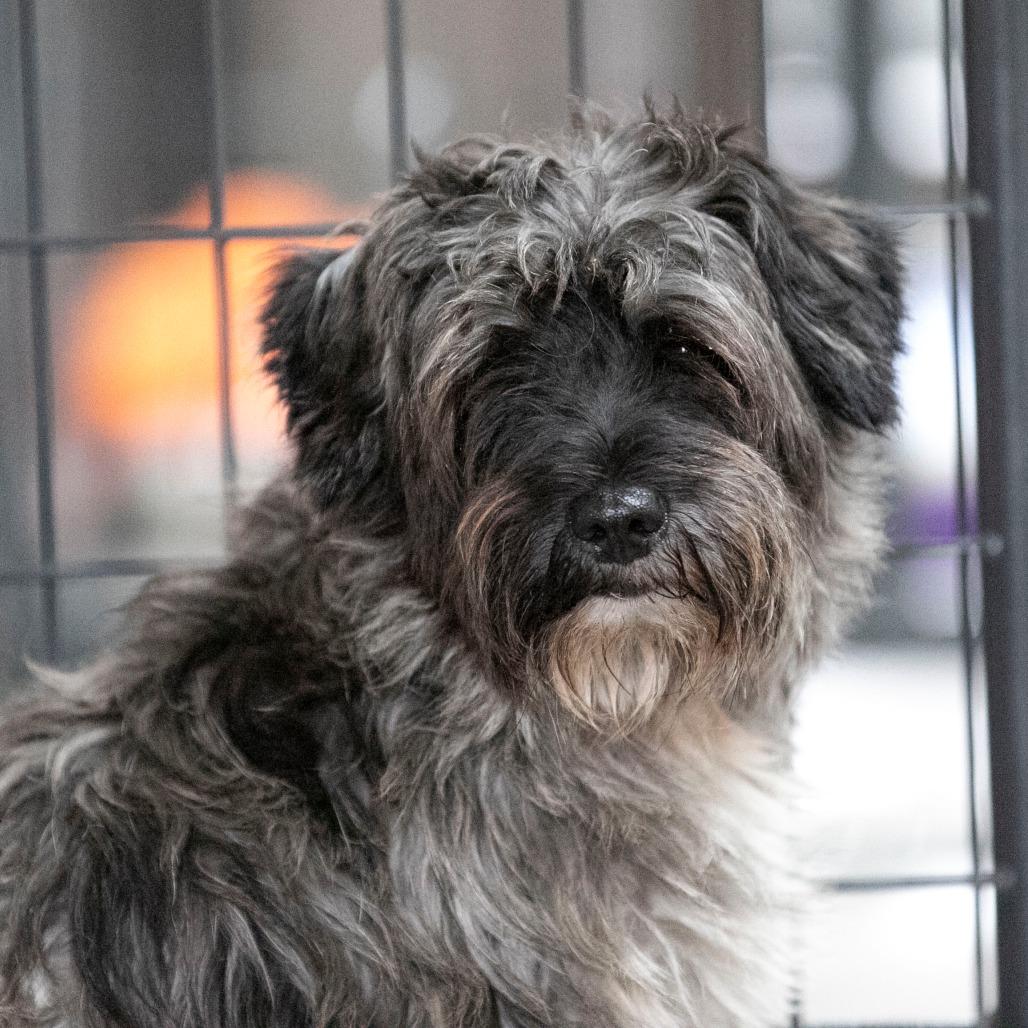 Salsa (AG25-53), a Adoptable Schnauzer in Peyton, CO image 5/6