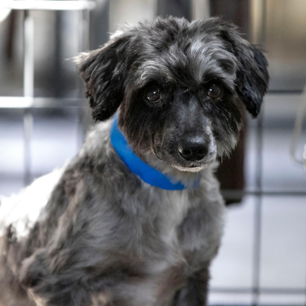 Salsa (AG25-53), a Adoptable Schnauzer in Peyton, CO image 6/6
