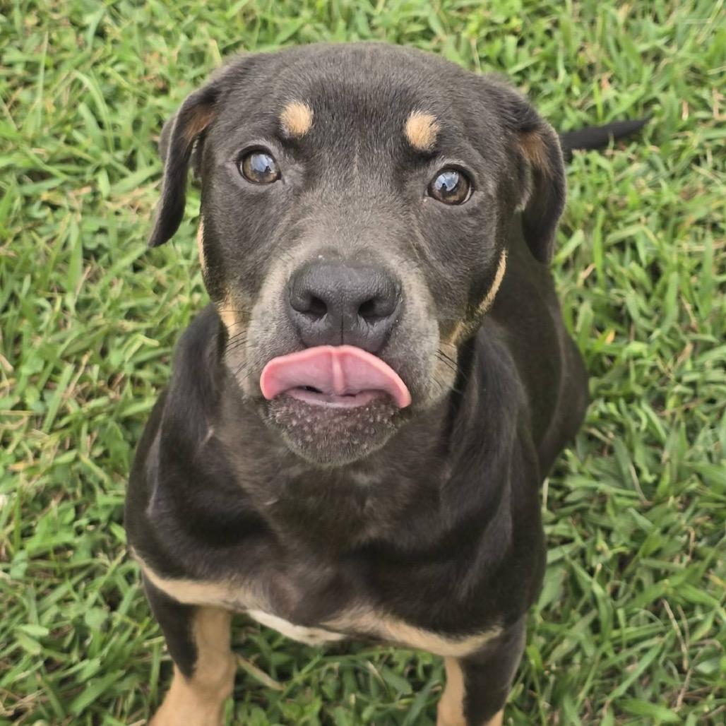 Enlarge Muffin, a Adoptable mixed breed in Elizabeth City, NC image 1/4