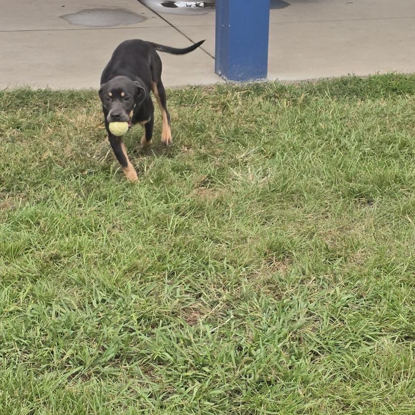 Enlarge Muffin, a Adoptable mixed breed in Elizabeth City, NC image 2/4