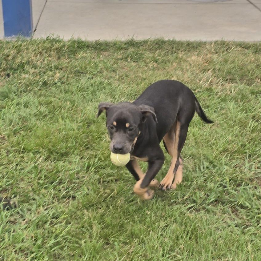 Enlarge Muffin, a Adoptable mixed breed in Elizabeth City, NC image 3/4