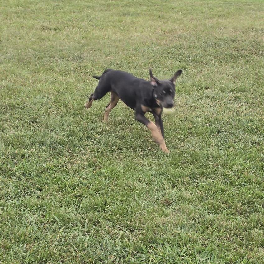 Enlarge Muffin, a Adoptable mixed breed in Elizabeth City, NC image 4/4