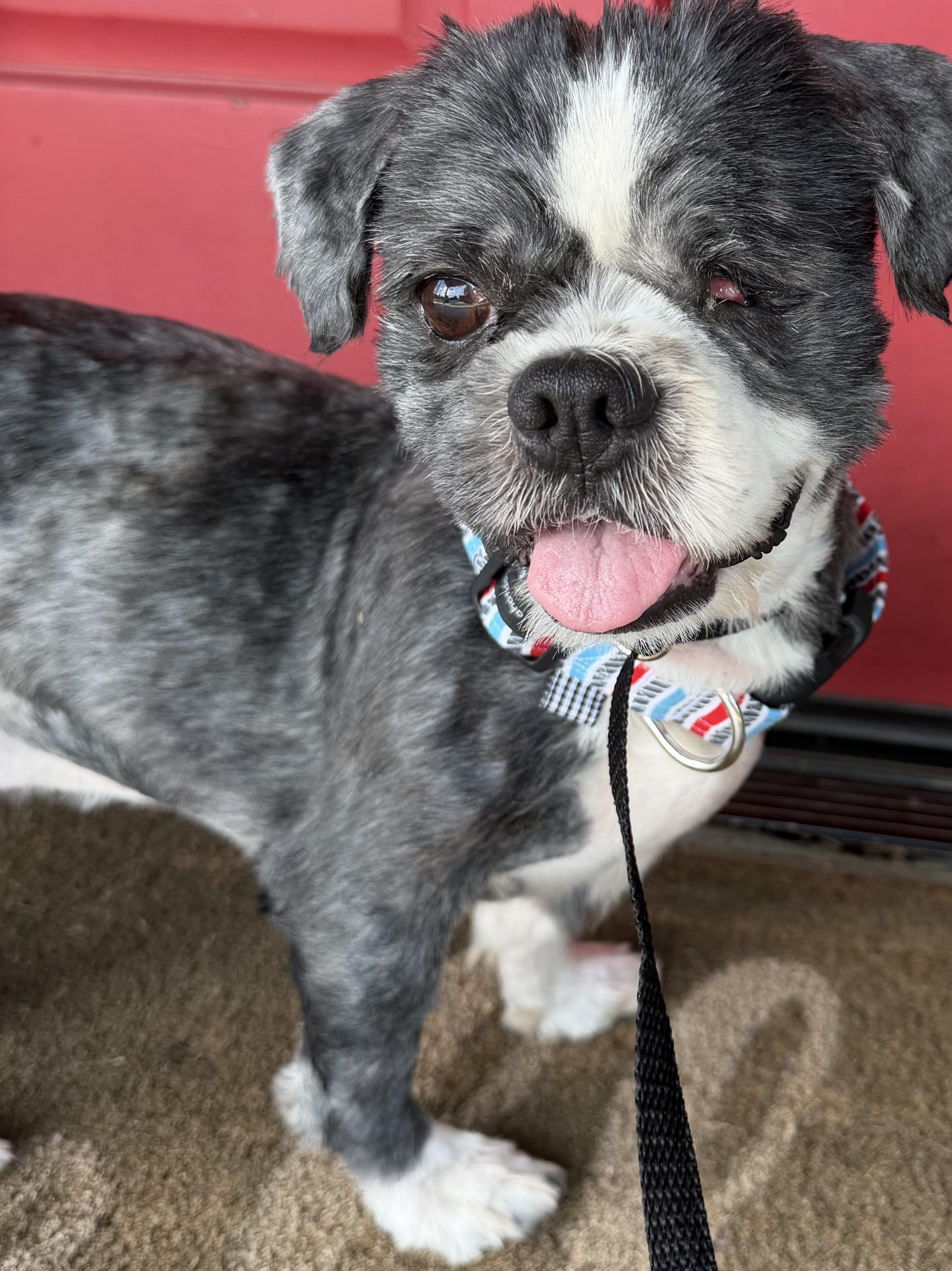 Enlarge Jasper has one eye, a Adopted mixed breed in Lawrenceville, GA image 4/5
