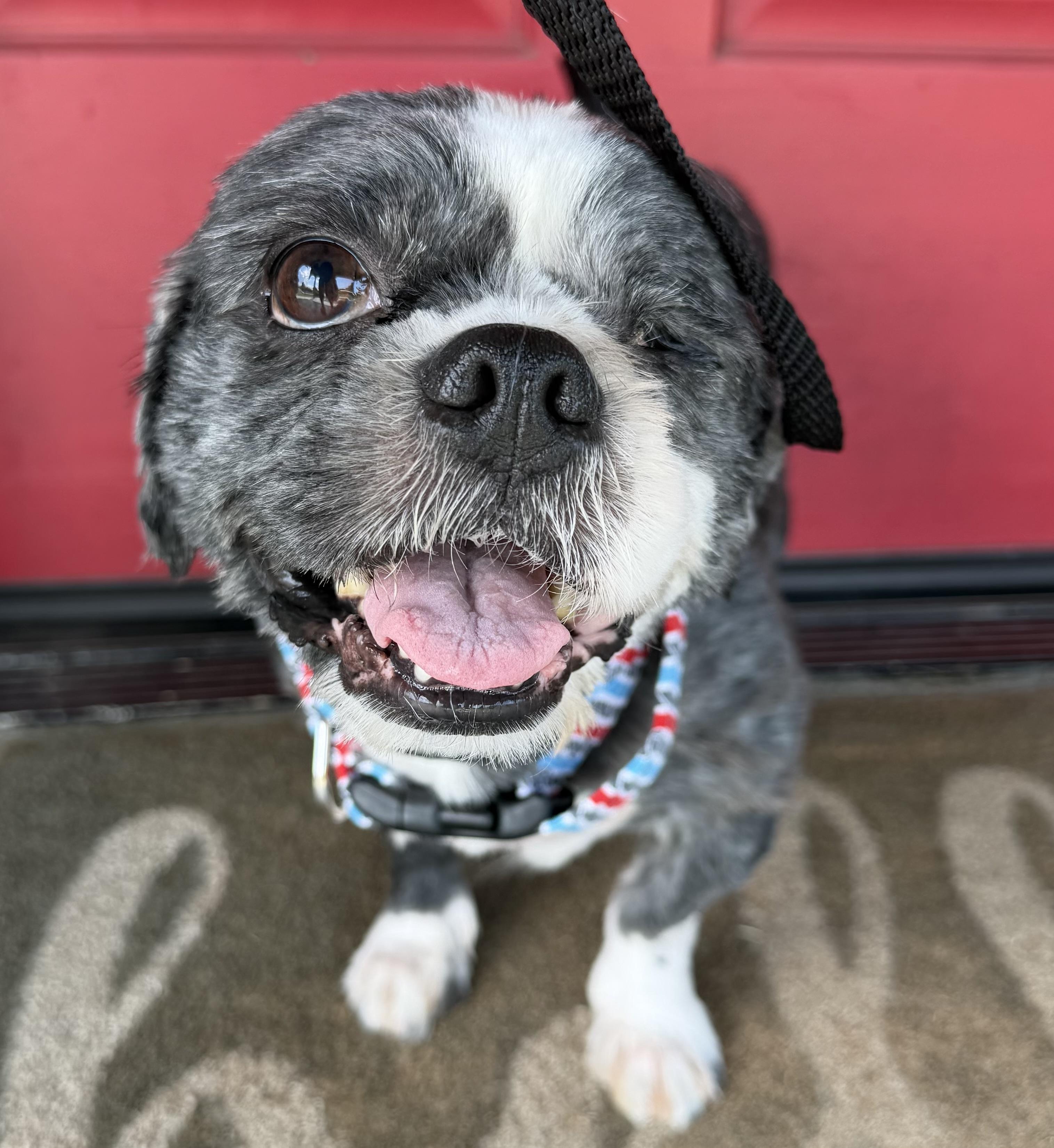 Enlarge Jasper has one eye, a Adopted mixed breed in Lawrenceville, GA image 2/5