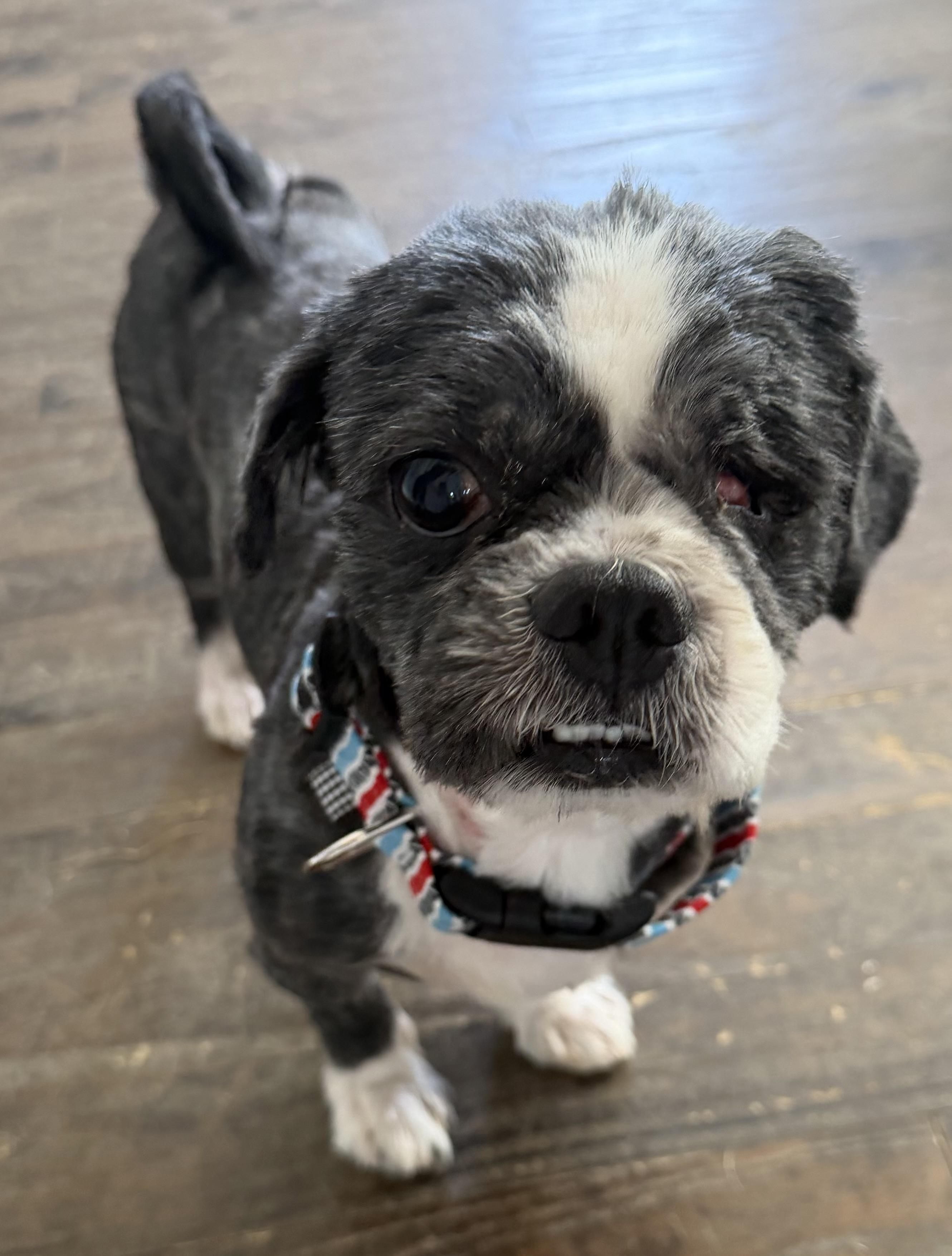 Enlarge Jasper has one eye, a Adopted mixed breed in Lawrenceville, GA image 3/5
