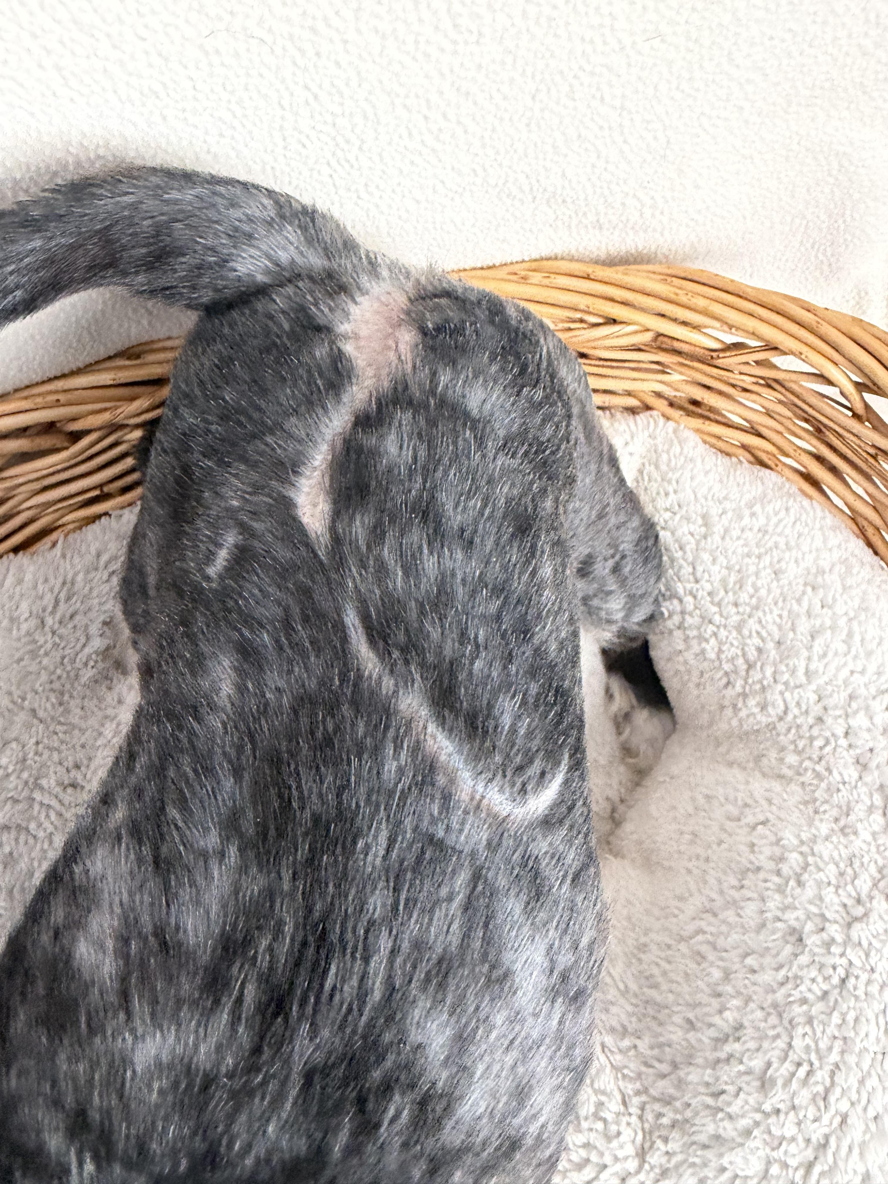 Enlarge Jasper has one eye, a Adopted mixed breed in Lawrenceville, GA image 5/5
