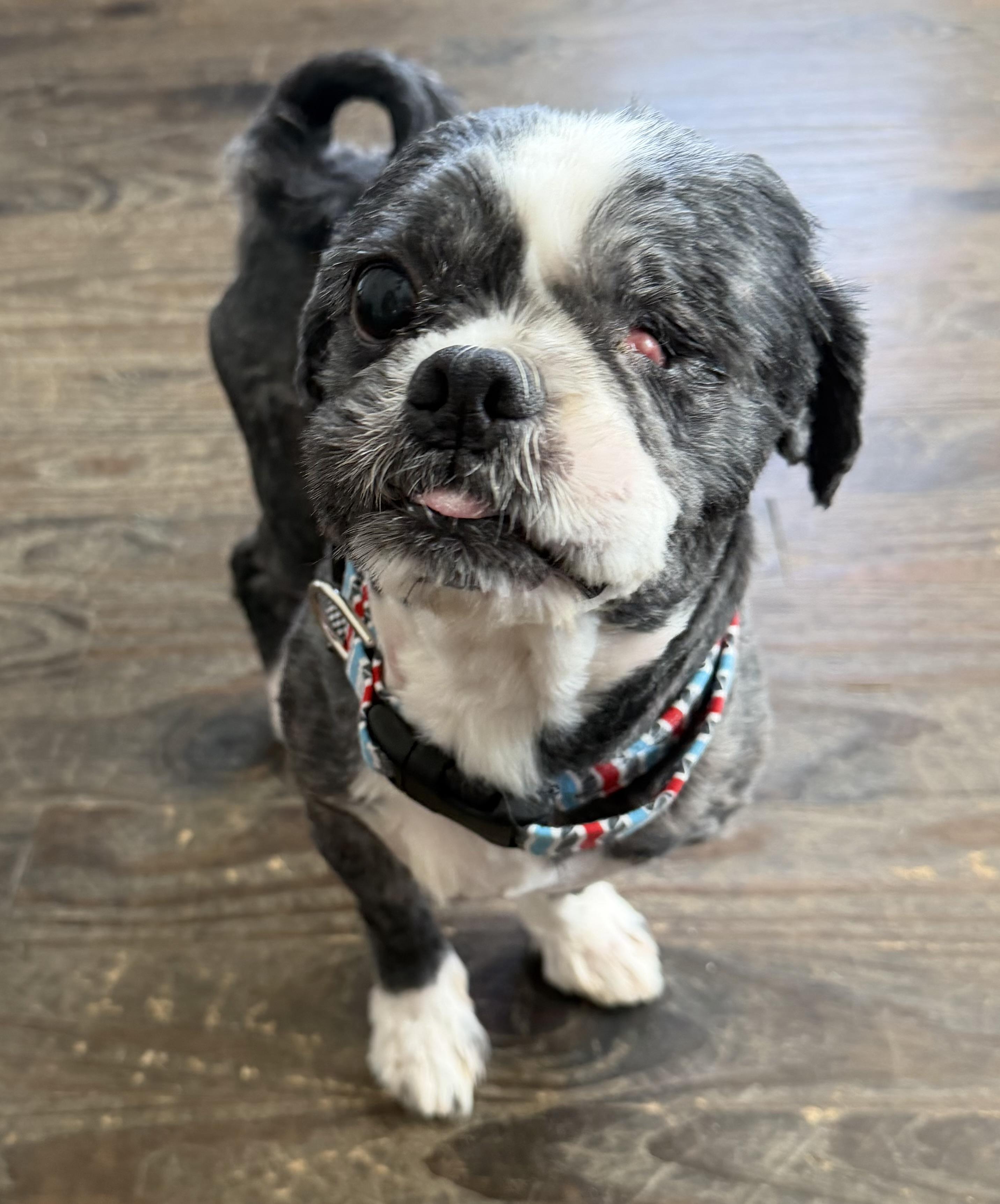 Jasper has one eye, ADOPTABLE, Adult Male Lhasa Apso.
