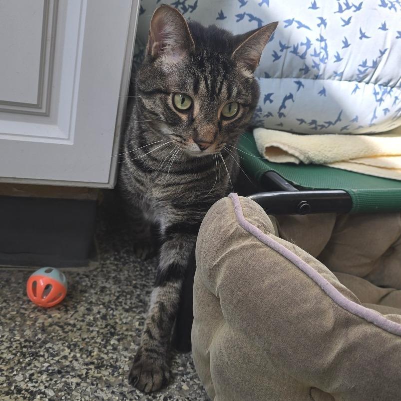 Milo, Adoptable, Adult Male Domestic Short Hair.