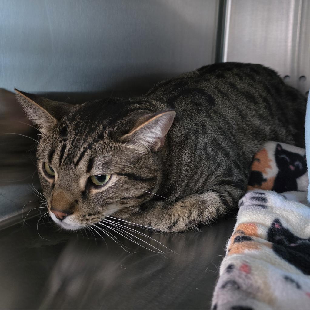 Enlarge Milo, a Adoptable Domestic Short Hair in Denver, CO image 2/4