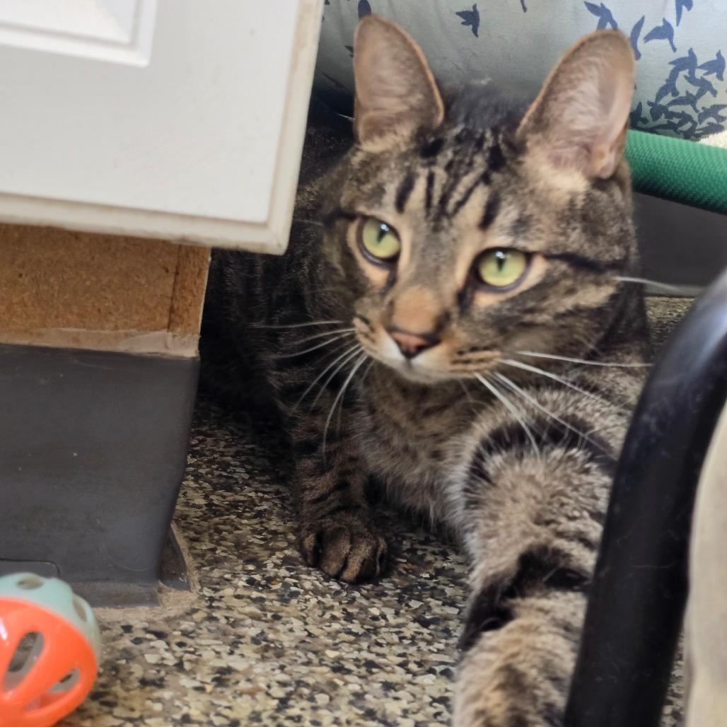 Milo — thumbnail 3