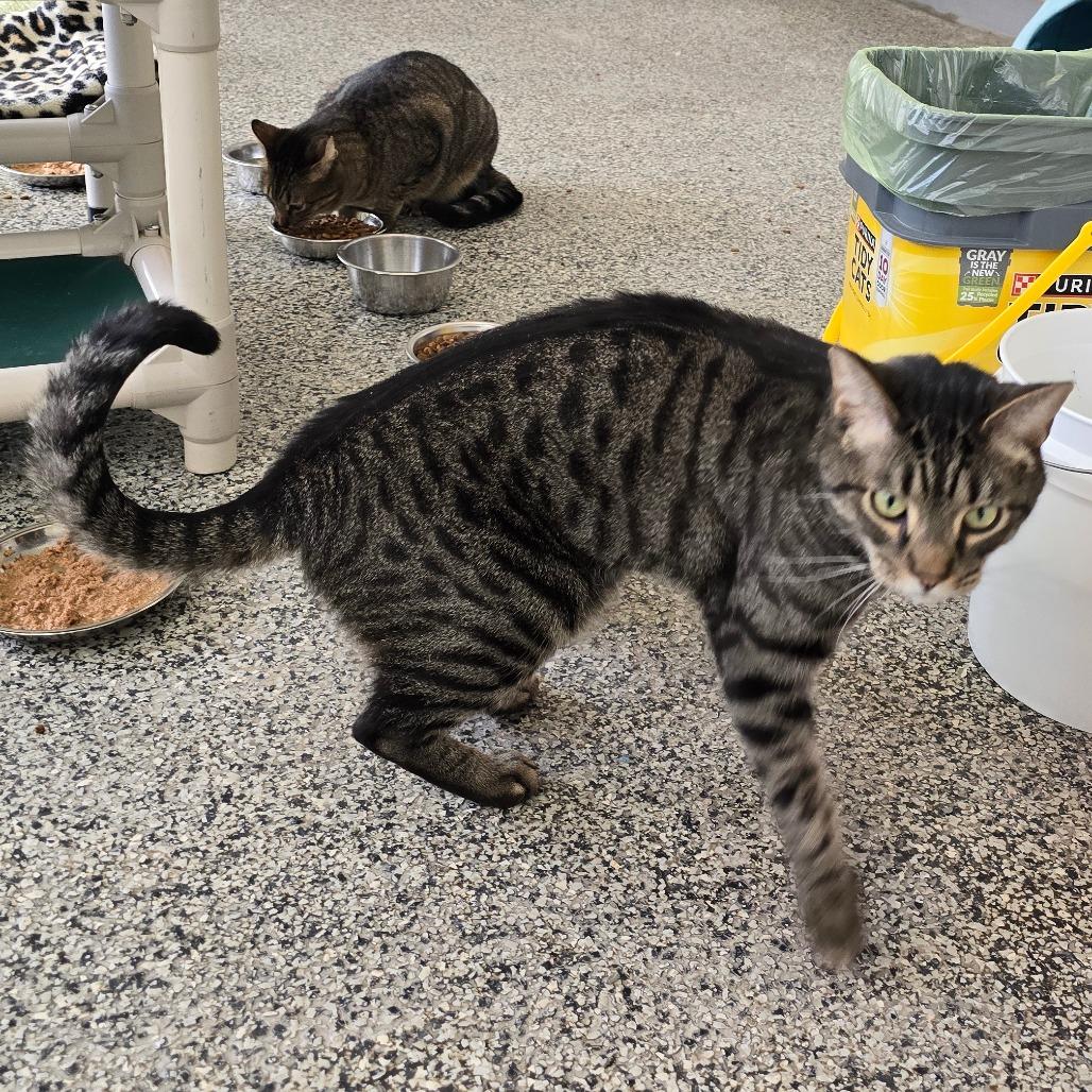 Enlarge Milo, a Adoptable Domestic Short Hair in Denver, CO image 4/4