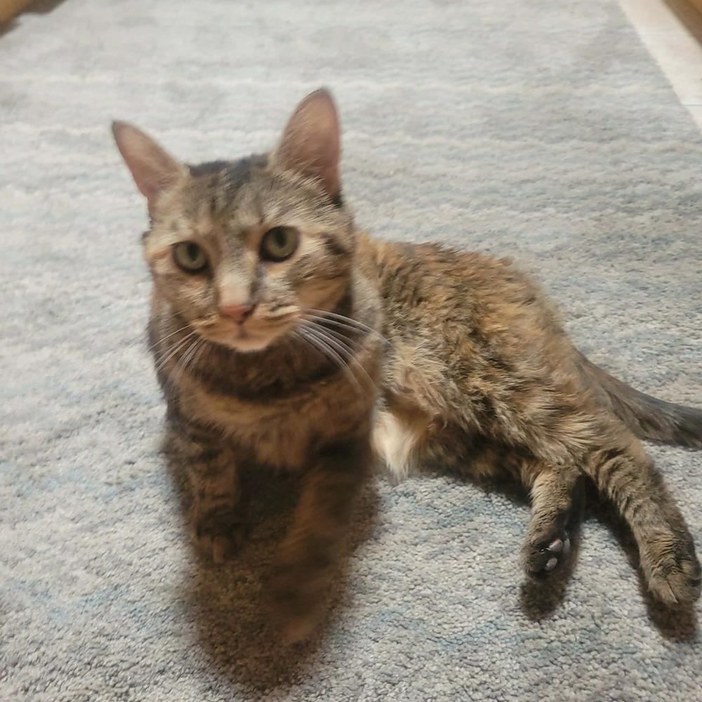 Cambria, Adoptable, Adult Female Domestic Short Hair.