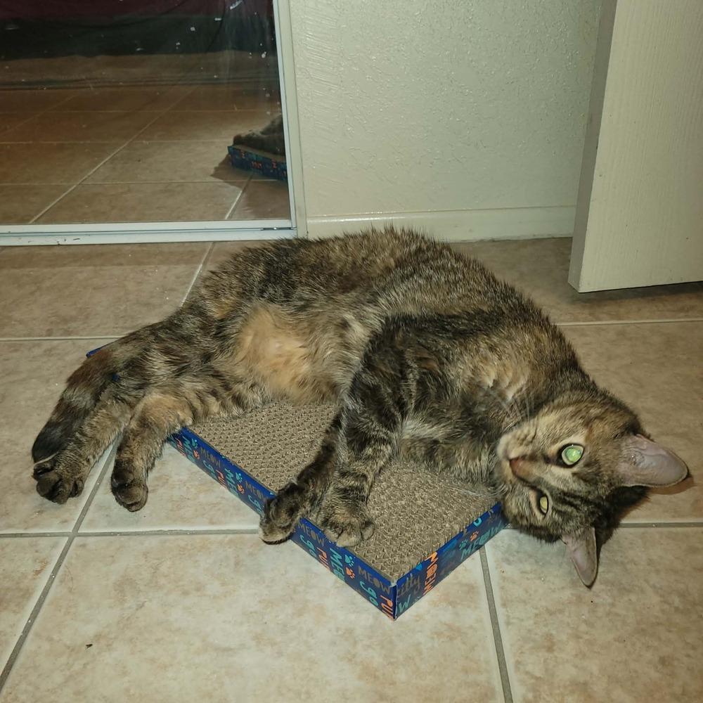 Enlarge Cambria, a Adoptable mixed breed in tucson, AZ image 2/6
