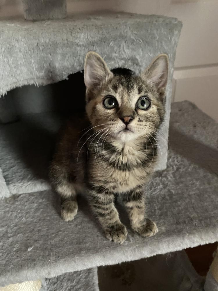 Enlarge Cambria, a Adoptable mixed breed in tucson, AZ image 2/6