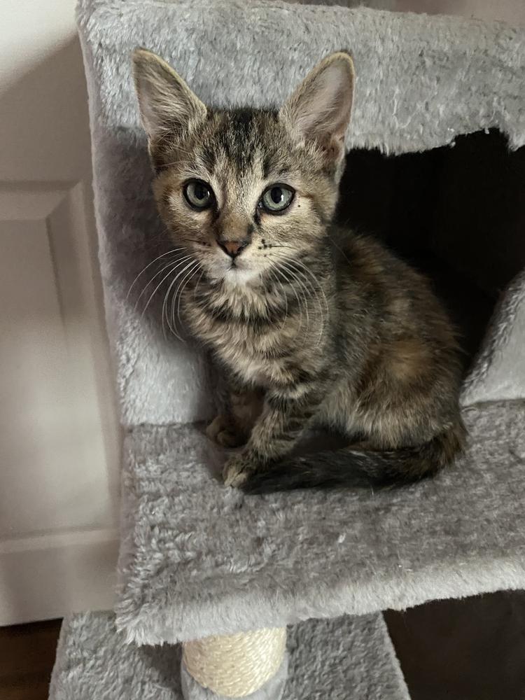 Enlarge Cambria, a Adoptable mixed breed in tucson, AZ image 4/6