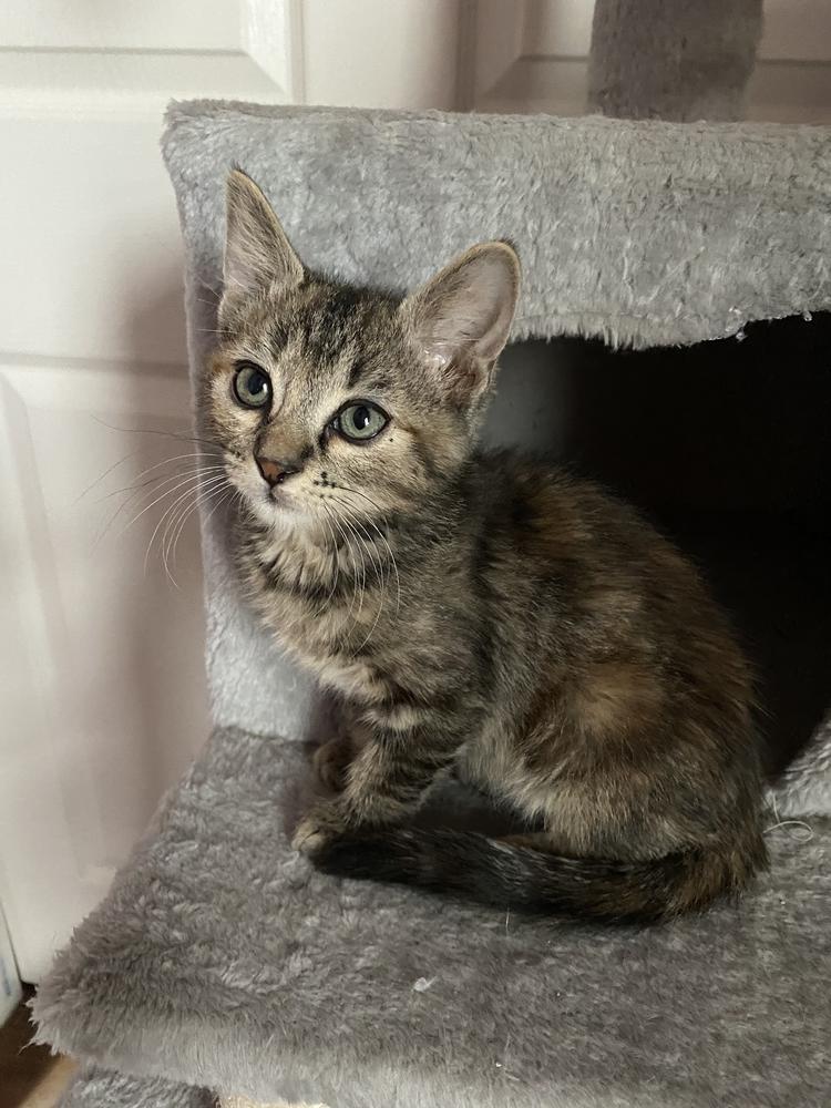 Enlarge Cambria, a Adoptable mixed breed in tucson, AZ image 5/6