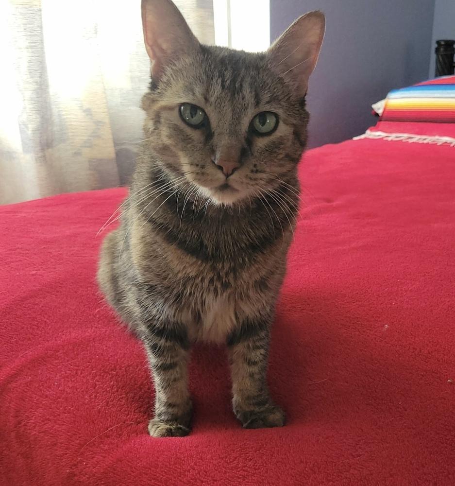 Enlarge Cambria, a Adoptable mixed breed in tucson, AZ image 6/6