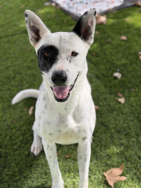 Enlarge ELLIE, a Adoptable mixed breed in Chula Vista, CA image 1/1