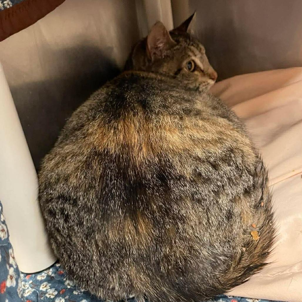 Enlarge (WC) Sutherlands, a Adoptable Domestic Short Hair in Huntsville, AR image 1/1