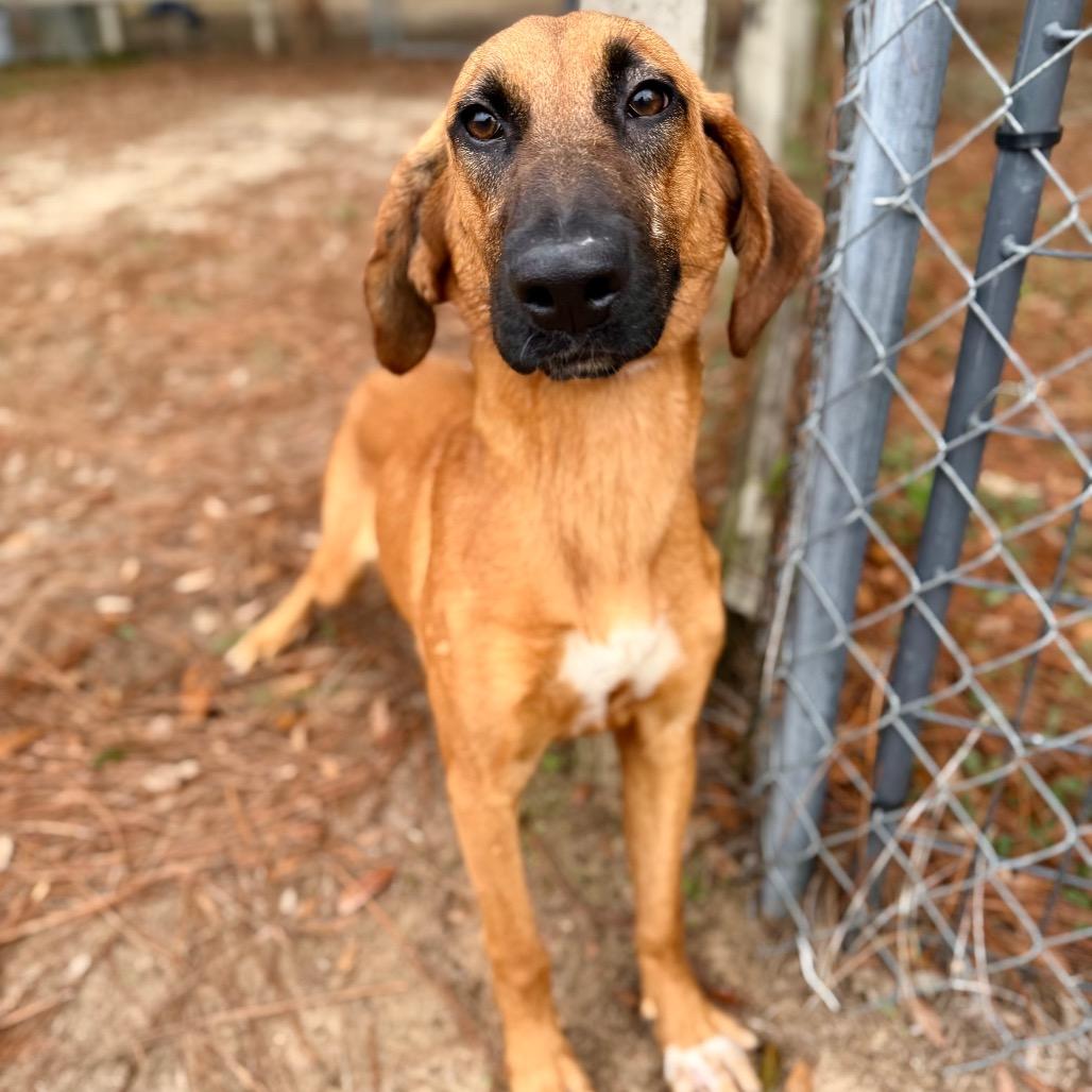 Jolene, Adoptable, Young Female Mixed Breed.