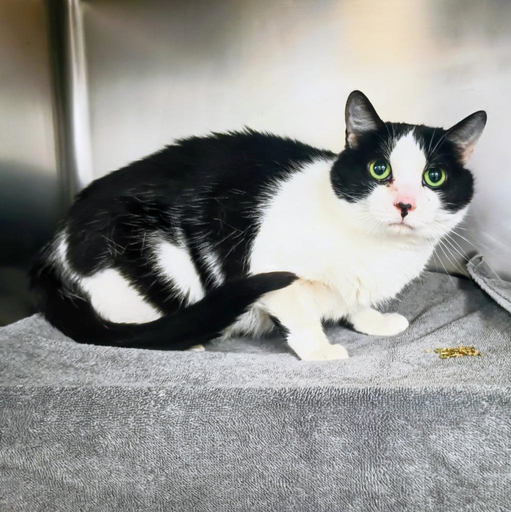 Baby, Adoptable, Adult Female Domestic Short Hair.