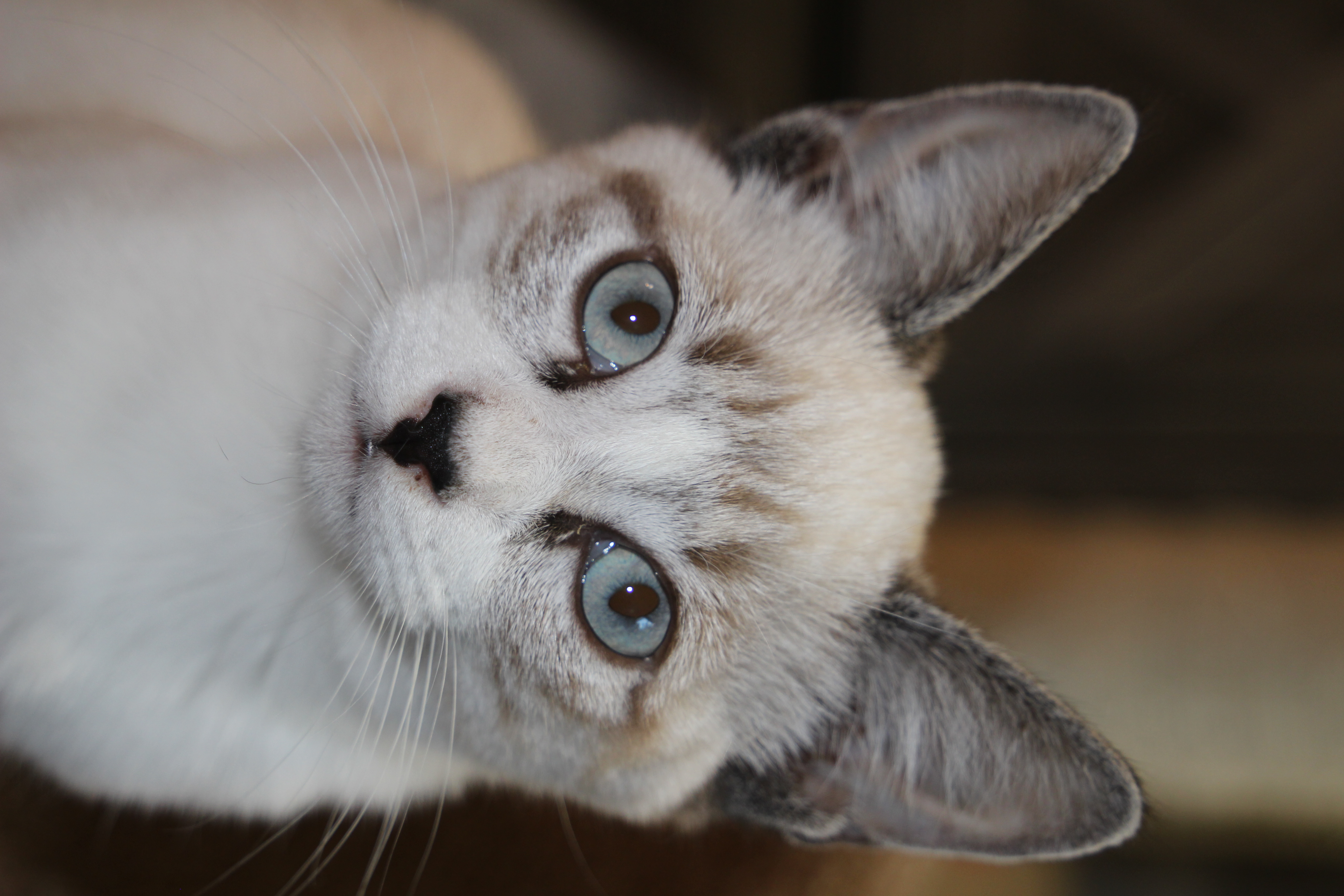 Casper, Adopted, Kitten Male Siamese & Snowshoe.