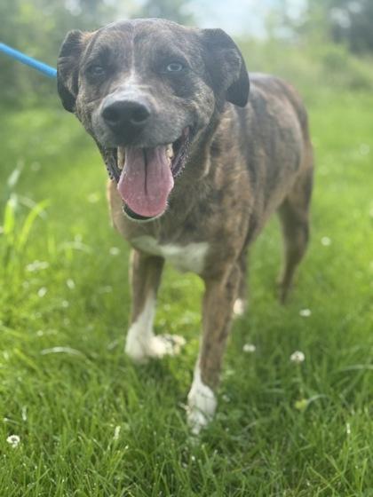 Tarzan, Adoptable, Adult Male Mixed Breed & Mixed Breed.