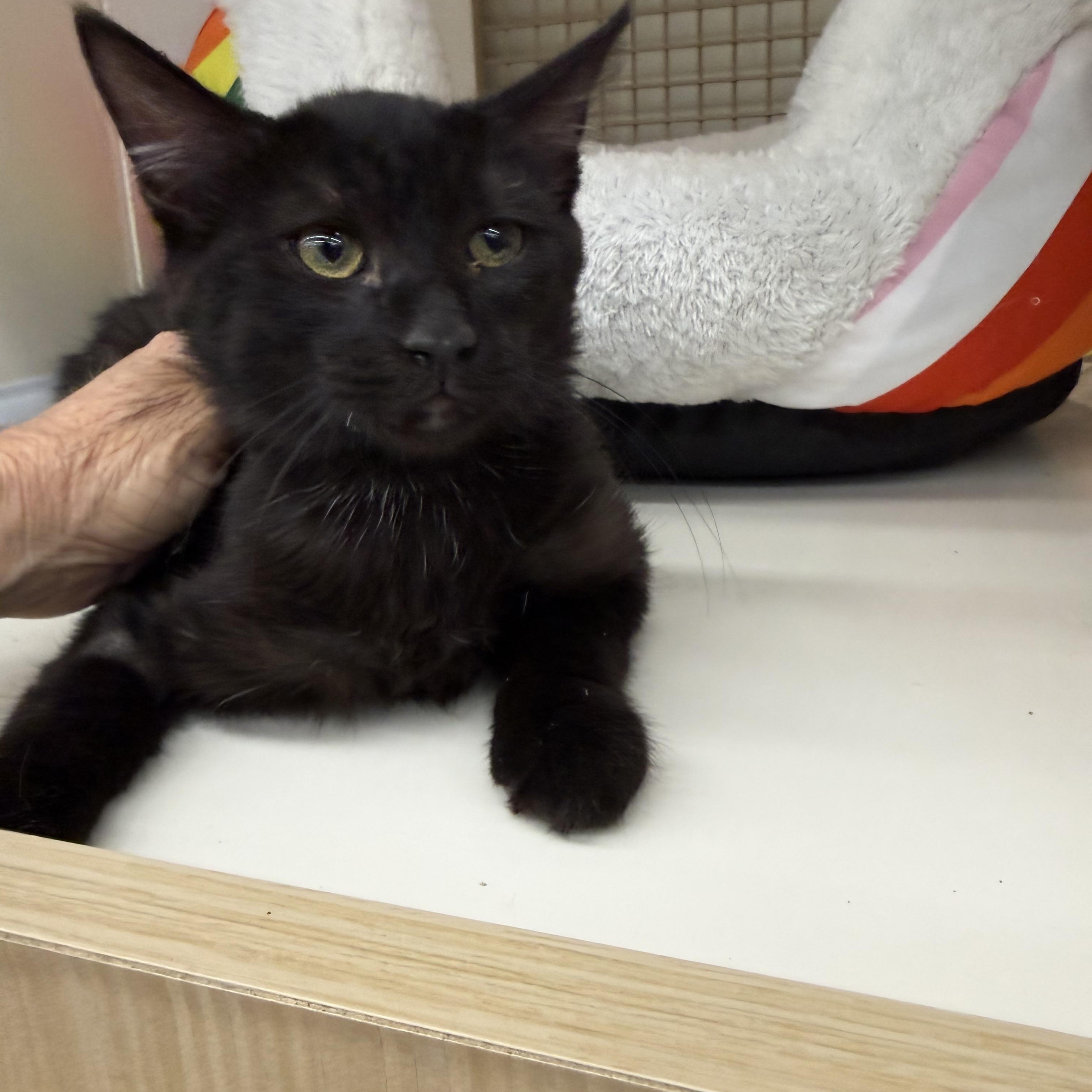 Dave, ADOPTABLE, Kitten Male Burmese.