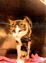 Enlarge Greg, a Adoptable Domestic Short Hair in Springfield, IL image 1/3