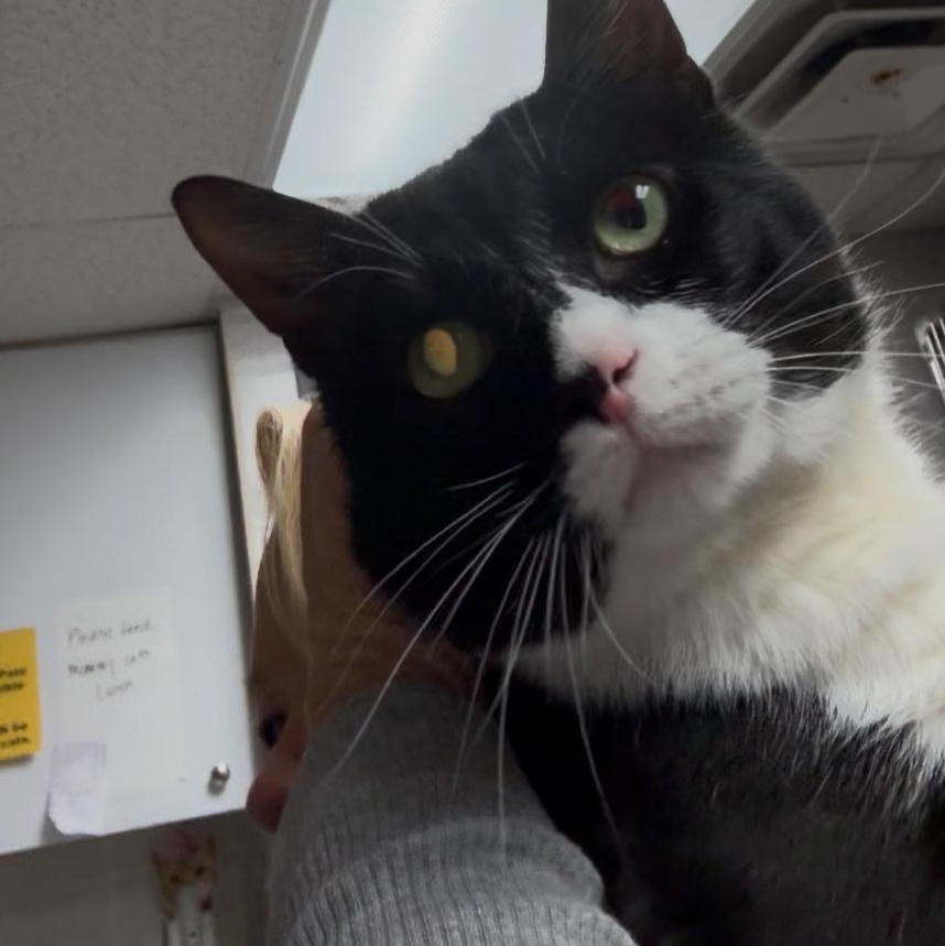 DaVinci, Adoptable, Adult Male Tuxedo & Domestic Short Hair.