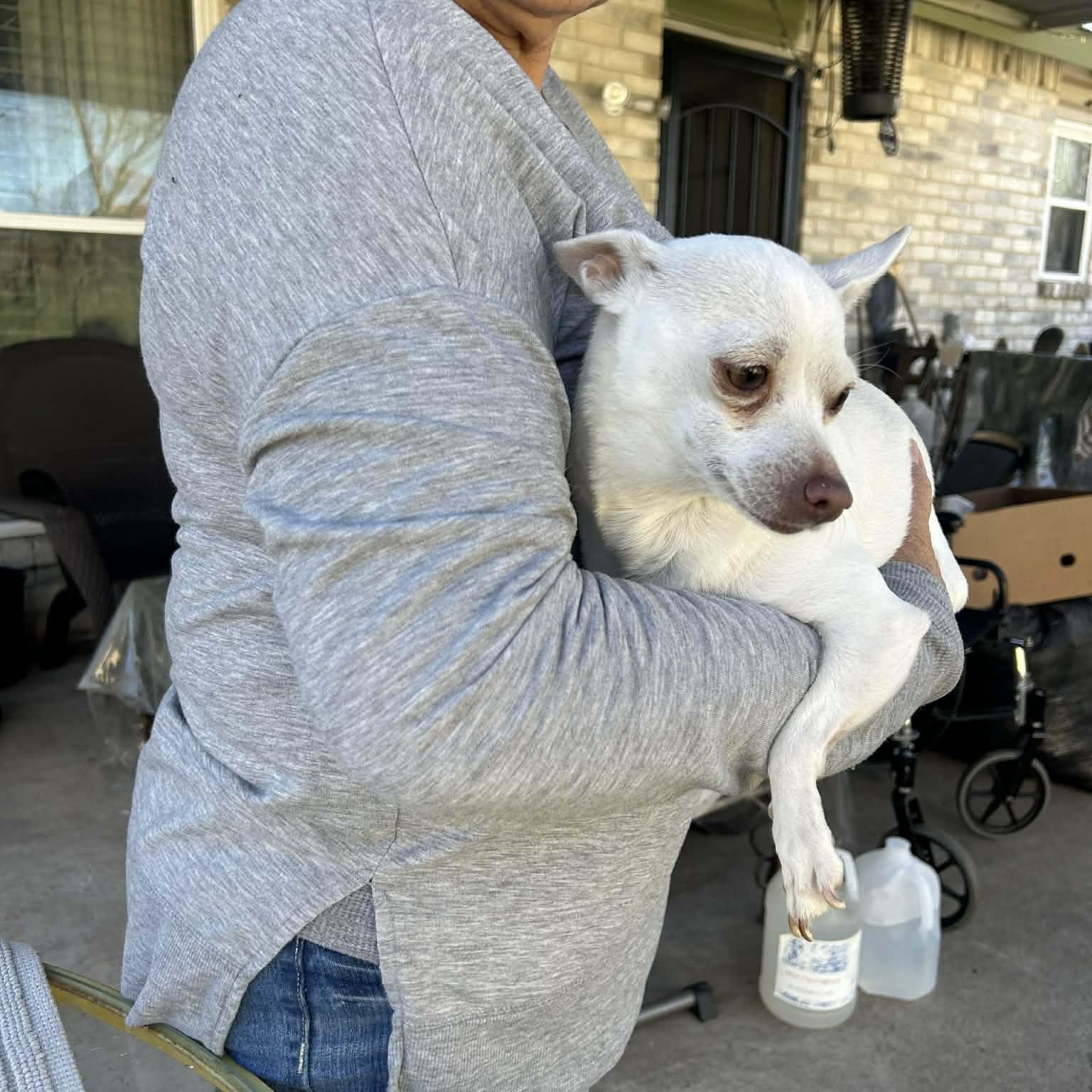 Enlarge PRINCESS, a Adoptable Chihuahua in Dallas, TX image 3/3