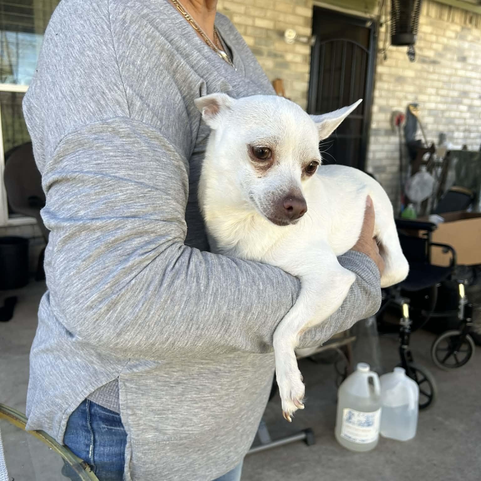 Enlarge PRINCESS, a Adoptable Chihuahua in Dallas, TX image 2/3