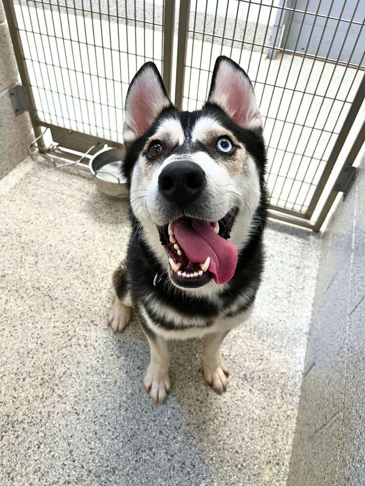 Eddie, Adoptable, Adult Male Siberian Husky.